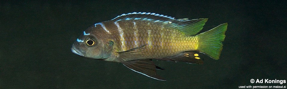 Cynotilapia sp. 'lion chinyankwazi' Chinyankwazi Island