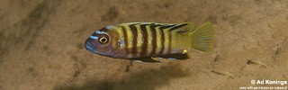 Cynotilapia sp. 'lion ntekete' Ntekete.jpg