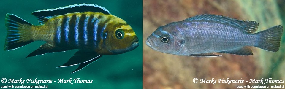 Cynotilapia sp. 'lion' Cape Kaiser