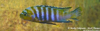 Cynotilapia sp. 'lion' Manda.jpg