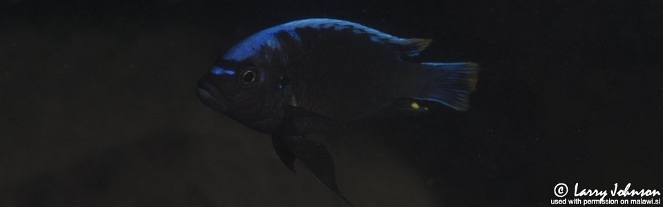 Cynotilapia sp. 'maleri' Maleri Island