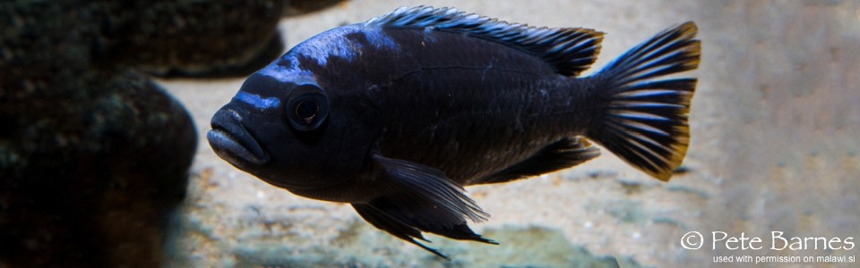 Cynotilapia sp. 'maleri' Mkondiwa Reef