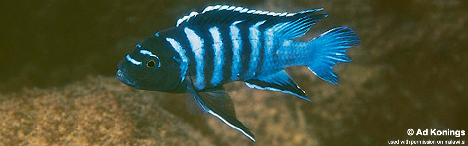 Cynotilapia sp. 'ndumbi' Linganjala Reef