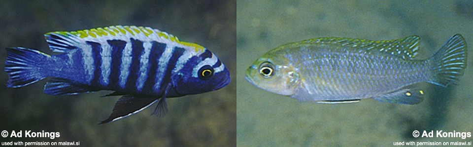 Cynotilapia zebroides 'Hai (Chimate) Reef'