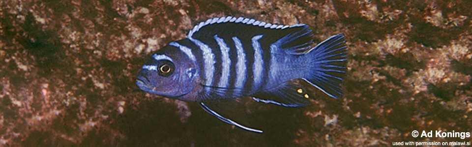 Cynotilapia zebroides 'Kakusa'