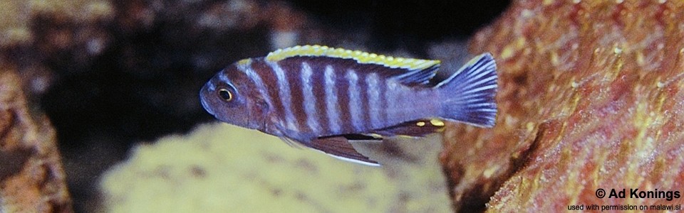 Cynotilapia zebroides 'Linganjala Reef'