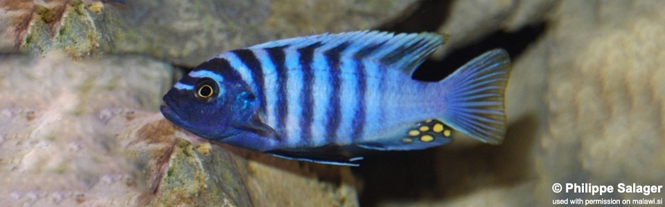 Cynotilapia zebroides 'Manda'