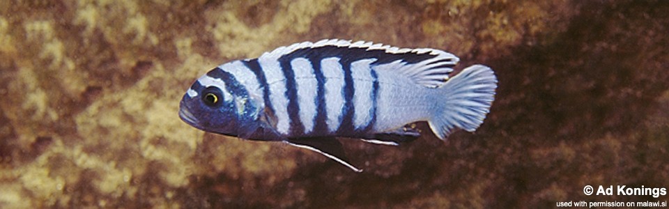 Cynotilapia zebroides 'Mara Point'