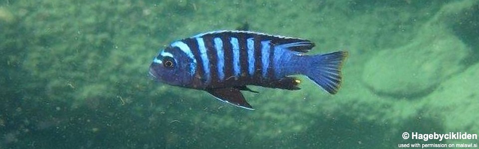 Cynotilapia zebroides 'Mumbo Island'