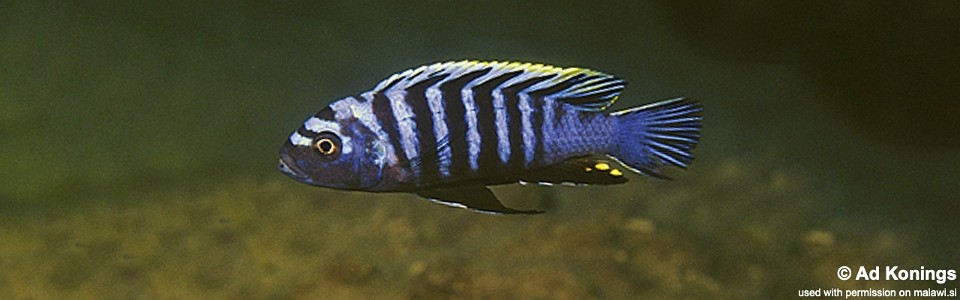 Cynotilapia zebroides 'Nkolongwe'