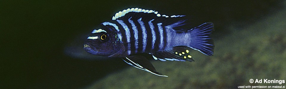 Cynotilapia zebroides 'Njambe'