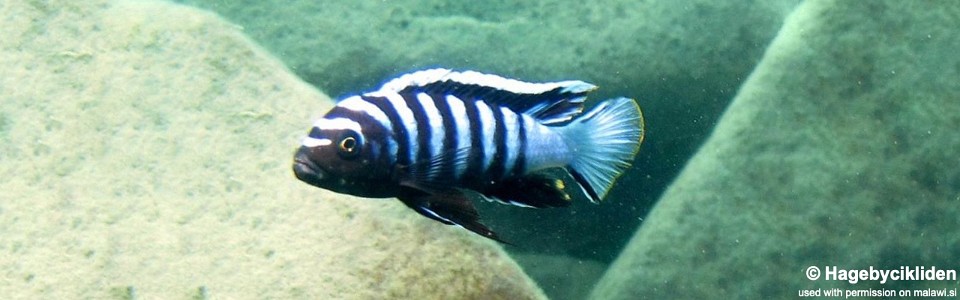 Cynotilapia zebroides 'Thumbi West Island'