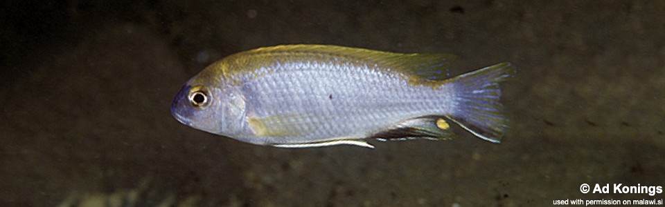 Gephyrochromis lawsi 'Chiwindi'