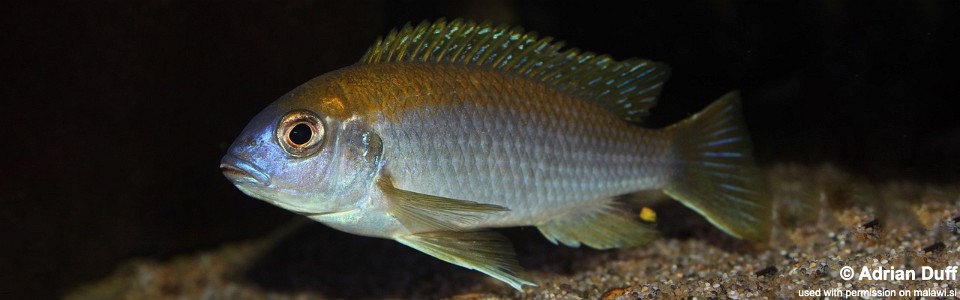 Gephyrochromis lawsi 'Londo'