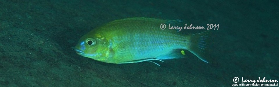 Gephyrochromis moorii 'Narungu'