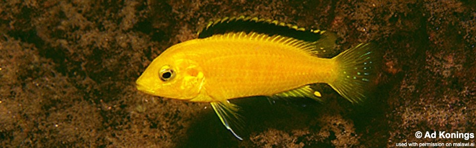 Labidochromis caeruleus 'Mbowe Island'