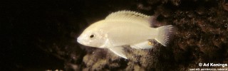 Labidochromis caeruleus 'Nkhoso Point'.jpg