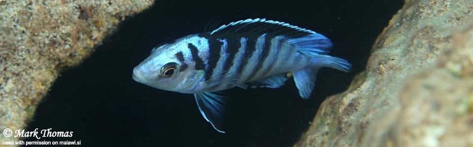 Labidochromis chisumulae 'Chiwi Rocks'