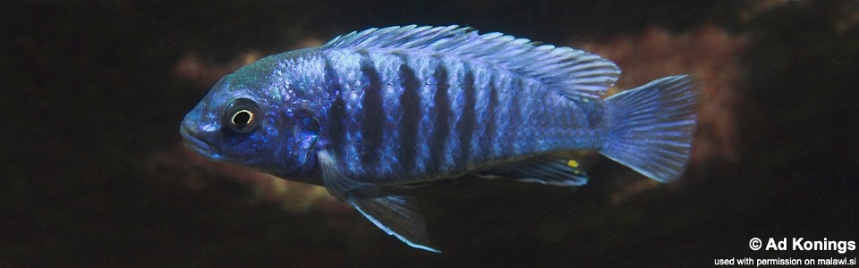 Labidochromis freibergi 'Maingano Island'