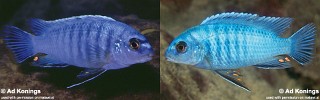 Labidochromis gigas