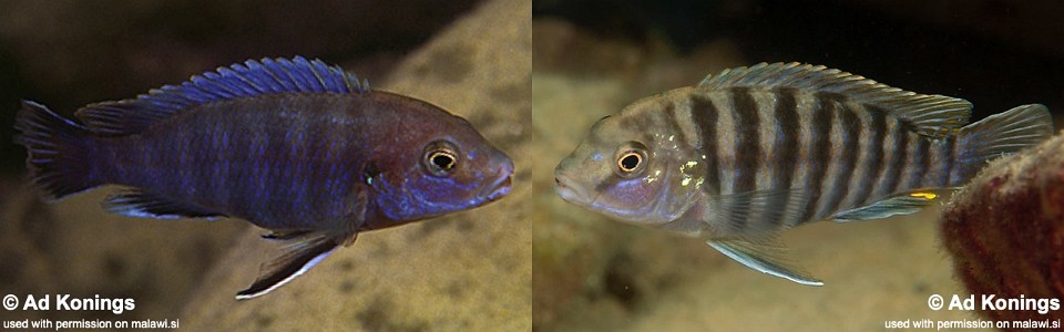 Labidochromis ianthinus 'Mbenji Island'