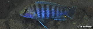 Labidochromis ianthinus 'Nkhomo Reef'.jpg