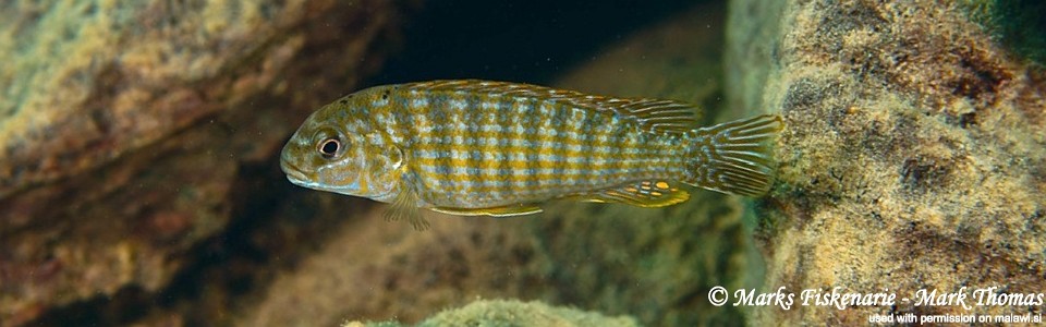 Labidochromis maculicauda 'Cape Kaiser'