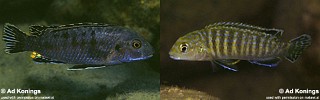 Labidochromis maculicauda