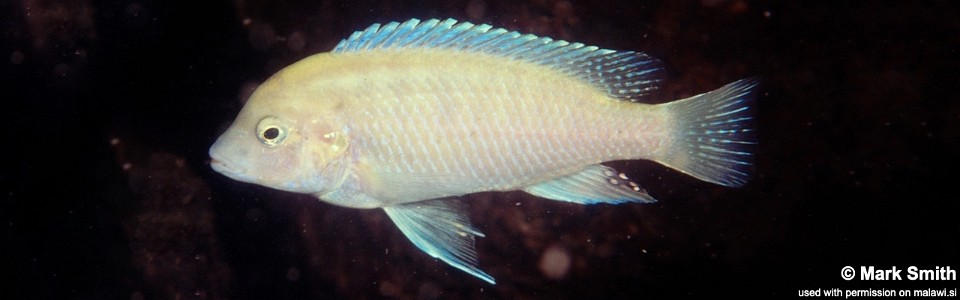 Labidochromis mylodon 'Thumbi West Island'