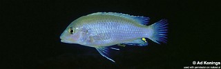 Labidochromis pallidus 'Nakantenga Island'.jpg