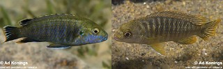 Labidochromis shiranus