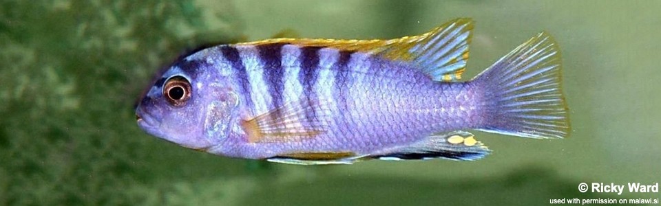 Labidochromis sp. 'hongi' Puulu Island