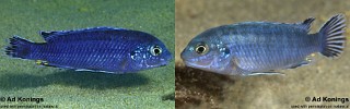 Labidochromis strigatus