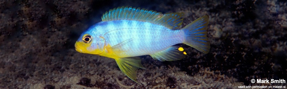 Maylandia aurora 'Likoma Island'<br><font color=gray>Metriaclima aurora 'Likoma Island'</font>