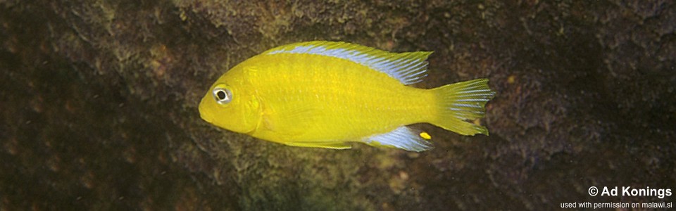 Maylandia barlowi 'Maleri Island'<br><font color=gray>Metriaclima barlowi 'Maleri Island'</font> 