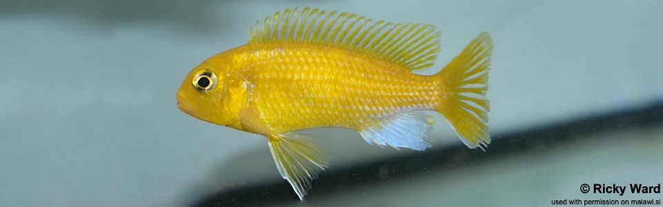 Maylandia barlowi 'Mazinzi Reef'<br><font color=gray>Metriaclima barlowi 'Mazinzi Reef'</font> 