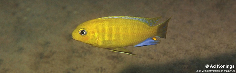 Maylandia barlowi 'Nakantenga Island'<br><font color=gray>Metriaclima barlowi 'Nakantenga Island'</font> 