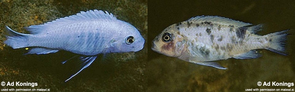 Maylandia callainos 'Chitande Island'<br><font color=gray>Metriaclima callainos 'Chitande Island'</font> 