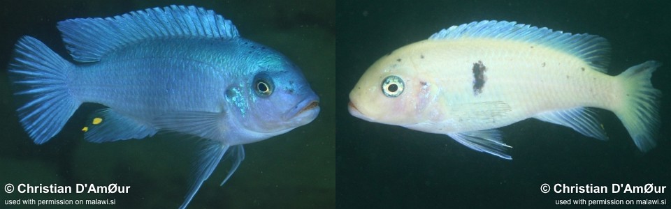 Maylandia callainos 'Nakantenga Island'<br><font color=gray>Metriaclima callainos 'Nakantenga Island'</font> 