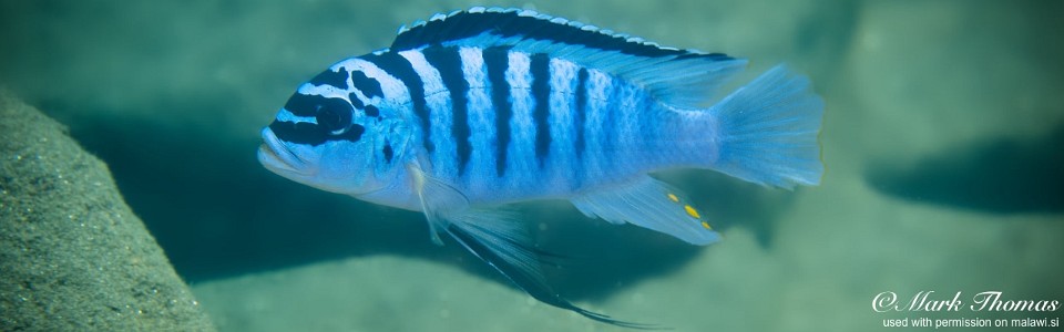 Maylandia fainzilberi 'Chewere'<br><font color=gray>Metriaclima fainzilberi 'Chewere'<br>Metriaclima sp. 'zebra chilumba' Chewere</font> 