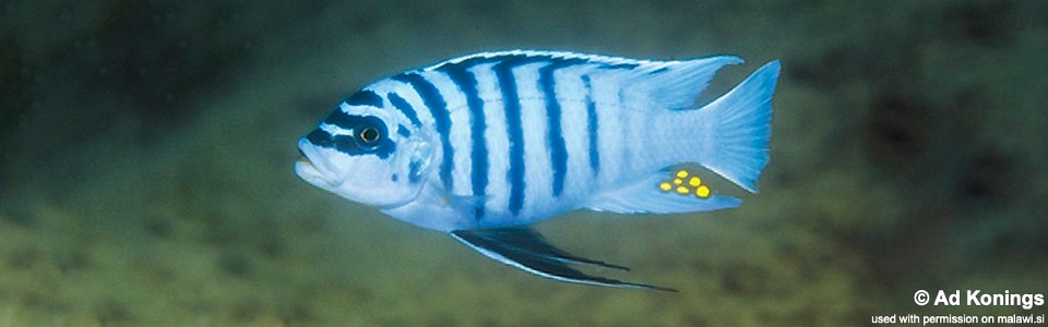 Maylandia fainzilberi 'Chirwa Island'<br><font color=gray>Metriaclima fainzilberi 'Chirwa Island'<br>Metriaclima sp. 'zebra chilumba' Chirwa Island</font> 