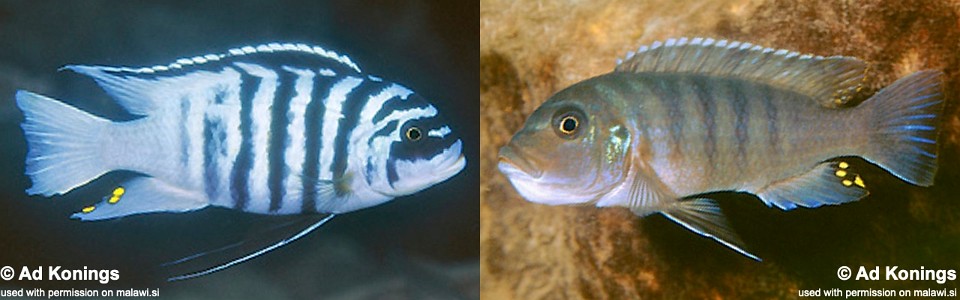 Maylandia fainzilberi 'Katale Island'<br><font color=gray>Metriaclima fainzilberi 'Katale Island'<br>Metriaclima sp. 'zebra chilumba' Katale Island</font> 