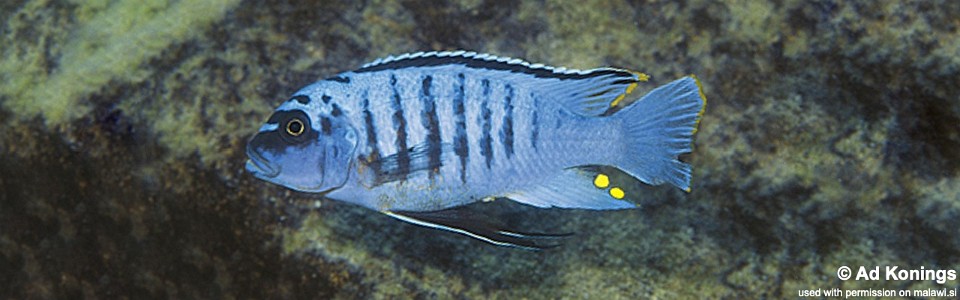 Maylandia fainzilberi 'Londo Bay'<br><font color=gray>Metriaclima fainzilberi 'Londo Bay'</font> 