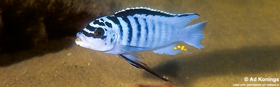 Maylandia fainzilberi 'Mdoka Reef'<br><font color=gray>Metriaclima fainzilberi 'Mdoka Reef'<br>Metriaclima sp. 'zebra chilumba' Mdoka Reef</font> 