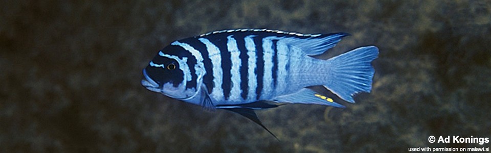 Maylandia fainzilberi 'Mphanga Rocks'<br><font color=gray>Metriaclima fainzilberi 'Mphanga Rocks'<br>Metriaclima sp. 'zebra chilumba' Mphanga Rocks</font> 