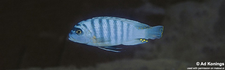 Maylandia fainzilberi 'Undu Reef'<br><font color=gray>Metriaclima fainzilberi 'Undu Reef'</font> 