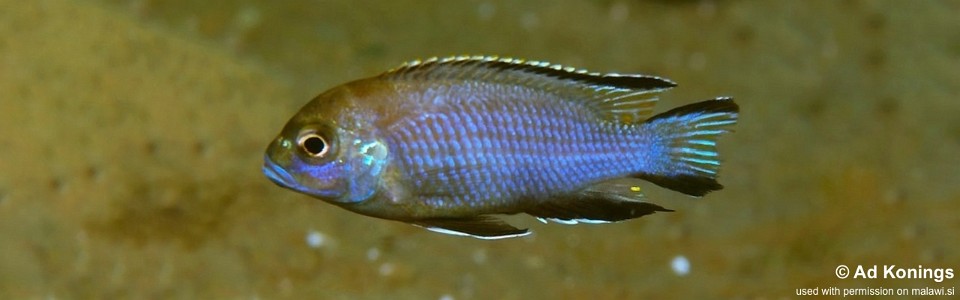 Maylandia gallireyae 'Gallireya Reef'<br><font color=gray>Metriaclima gallireyae 'Gallireya Reef'<br>Metriaclima sp. 'lanisticola north' Gallireya Reef</font> 