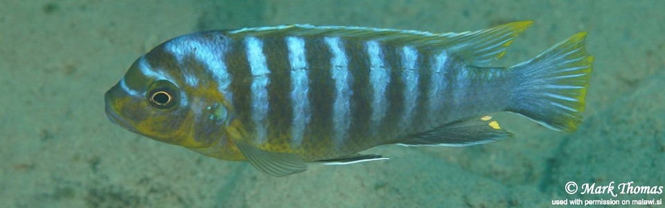 Maylandia hajomaylandi 'Chiwi Rocks'<br><font color=gray>Metriaclima hajomaylandi 'Chiwi Rocks'<br></font>