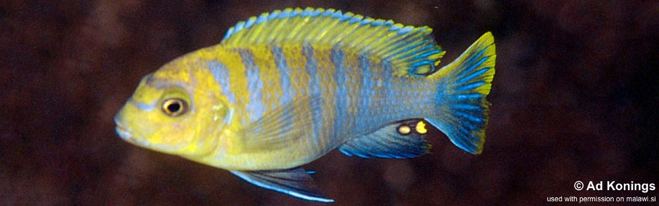 Maylandia hajomaylandi 'Linganjala Reef'<br><font color=gray>Metriaclima hajomaylandi 'Linganjala Reef'<br></font>