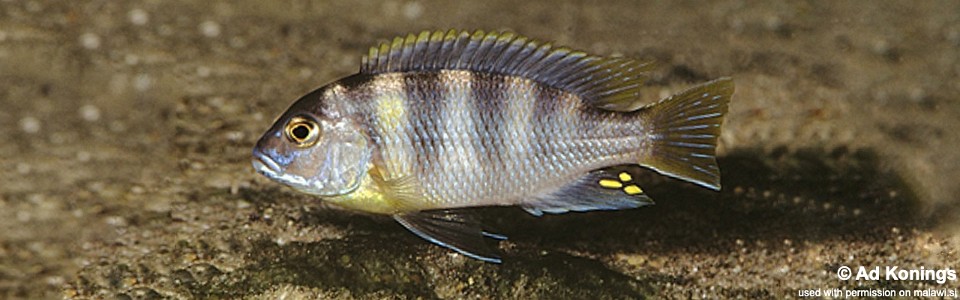 Maylandia lanisticola 'Crocodile Rocks'<br><font color=gray>Metriaclima lanisticola 'Crocodile Rocks'</font> 